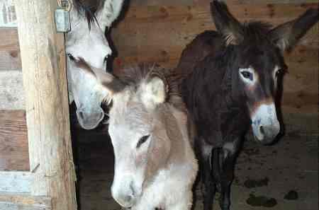 All Three Donkeys