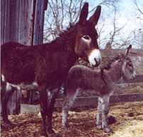 donkey picture