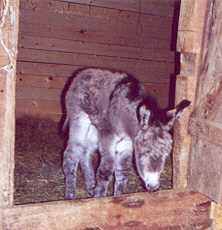 donkey picture