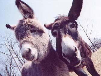 donkey picture